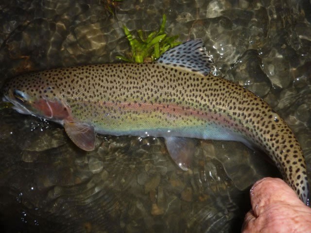 Christchurch Fishing Guides
